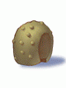 Round Shell