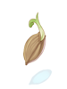 Seed For Experiemnt