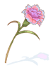 Magic Carnation